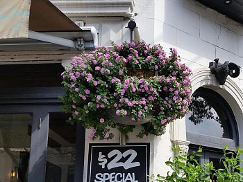 Custom Hanging Baskets - City of Sydney.jpg